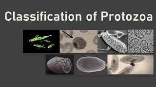 Classification of Protozoa I Levine I Protozoa Classification Tricks I Study Material on Protozoa [upl. by Kreegar]