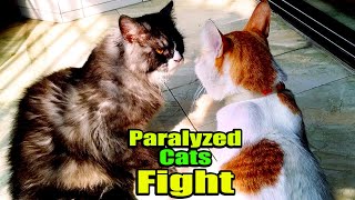 How Struggle a Paralyzed Cat from a Healthy Cat  Continuous Cats Fighting  Cat angry sound [upl. by Hey]