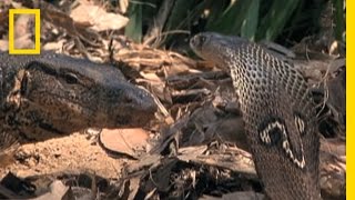 Cobra vs Monitor Lizard  National Geographic [upl. by Eissirhc]