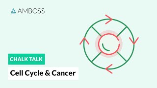 Cell Cycle and Cancer Phases Hallmarks and Development [upl. by Aneres]