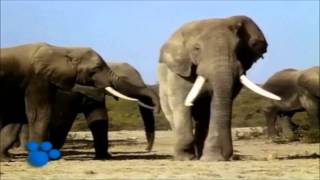 African Elephants  the Biggest Animal in Africa  part 1 [upl. by Bayless]