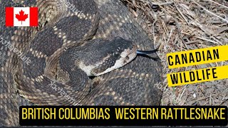 Canadian Rattlesnakes British Columbias Western Rattlesnake [upl. by Rosalinde]