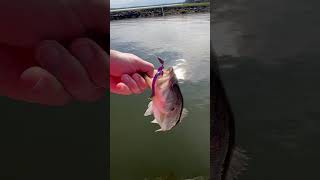 Lake Conroe Bass Bite lakeconroe bassfishing [upl. by Namrak340]