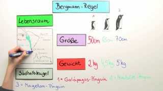 Bergmannsche Regel  Biologie  Ökologie [upl. by Rust548]