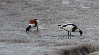 Shelduck Footage [upl. by Linell]