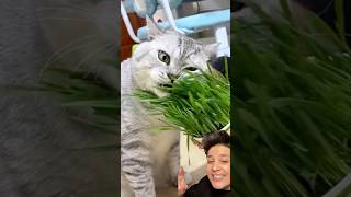 Organik kedi çimini denedim catgrass kedi cat [upl. by Eelarat]