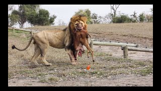 Theres a LION in CAMP And 2 LEOPARDS squabble [upl. by Ielirol622]