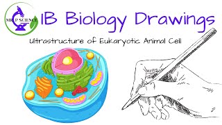 Drawing an Animal Cell [upl. by Neelon768]