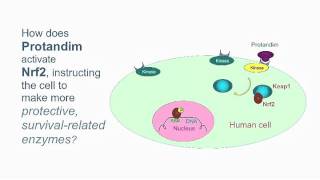 How Protandim Works  Dr Joe M McCord [upl. by Shishko241]