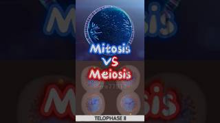 Mitosis VS Meiosis GCSE [upl. by Hereld]