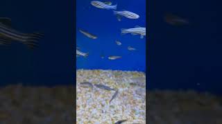 Beautiful zebra danio fish tropical fish tank community fish danios schooling Shoaling zebra fish [upl. by Imrots]