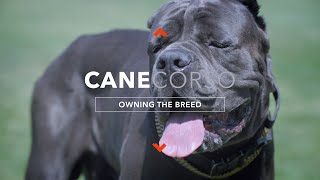 OWNING A CANE CORSO THE ULTIMATE CANINE PROTECTOR [upl. by Bueschel674]