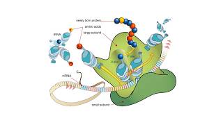 Proteínas  BIOQUÍMICA Estructuras proteicas y aminoácidos [upl. by Annabella716]