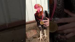 Aseel winner 🏆 gold medal 🏅rooster aseelmurga ytshorts [upl. by Bate507]