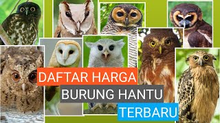 UPDATE HARGA BURUNG HANTU TERBARU [upl. by Bryon]