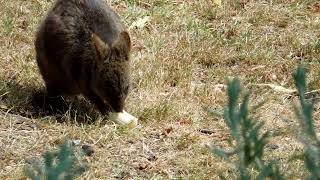 ♡ 🦘Sweet Paddy Bub a visiting young Pademelon visiting our front garden pademelon Pademelonbaby [upl. by Maddeu]