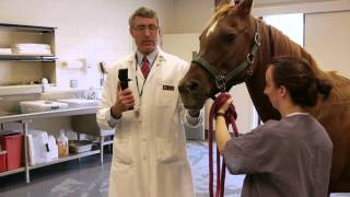 TONOVET Equine EyePressure Measuring [upl. by Annavahs529]