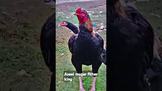 Aseel mugar fither 👑 king [upl. by Pettifer]