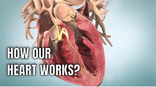 Anatomy amp physiology of Human heart 3D medical animation [upl. by Bunce]