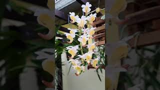 Aerides odorata vanda orchid [upl. by Srini]