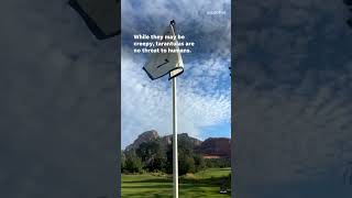 Golfers startled by a creepy critter in an unusual spot [upl. by Avla931]