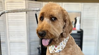 Goldendoodle Dog Grooming [upl. by Eniffit]