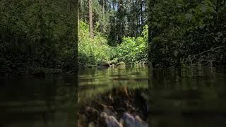 Riachuelo del bosquenature naturaleza rio bosque agua vida [upl. by Aleibarg]