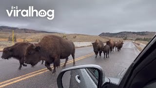 Bison Cross Lamar River Bridge  ViralHog [upl. by Novyat]