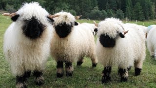 Valais Blacknose Sheep  World’s Cutest Sheep [upl. by Bail992]