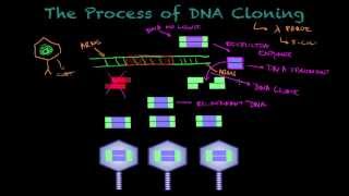 DNA Cloning  Biology tutorial [upl. by Rochelle827]