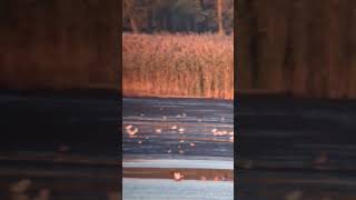 Ruddy Shelduck 17102024 Zygmunta Augusta Pond Poland [upl. by Dredi]