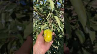 How to Grow Persimmon Trees Tips for Healthy Persimmons [upl. by Anton]