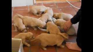 Golden Retriever Puppies  3 weeks oldwmv [upl. by Sew275]