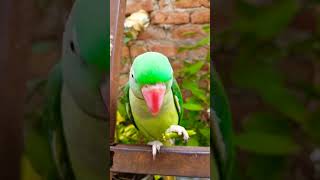 Alexandrine parrot eating green chilli 🌶️ 🦜 parrot talkingparrot parrottalking alexander [upl. by Kendry319]