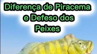 A Diferença Entre Piracema e Defeso dos Peixes [upl. by Esilegna]