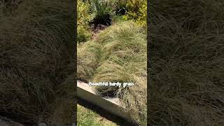 Been Looking For a Compact Ornamental Grass Plant Carex Frosted Curls [upl. by Onirefez977]