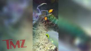 Peacock Mantis Shrimp sucker punches Crab  TMZ [upl. by Eillim802]