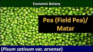 Economic Botany of Pea Field Pea Pisum sativum [upl. by Otanod]