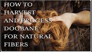 How To Harvest and Process Dogbane For Natural Fibers [upl. by Bennion405]