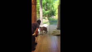 Tiger Cub Plays Supawvisor for Window Cleaner at Zoo [upl. by Nevs]