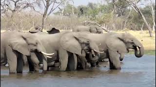 Herd of Elephants drinking water in the river [upl. by Bast210]