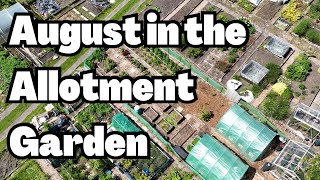 the joy of allotment gardening in august allotment gardening in the uk vlog [upl. by Polik734]