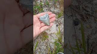 Picking Up Shark Teeth on this Abandoned Road fossil abandoned floridalife nature [upl. by Renato667]