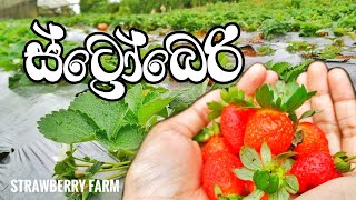 STRAWBERRY farm house Nuwara Eliya  SRI LANKA 🇱🇰 [upl. by Oirotciv506]