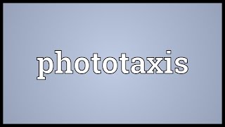 Phototaxis Meaning [upl. by Lundquist857]