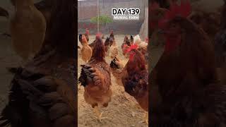 DAY 139 Munjal Farm youtubeshorts 1millionviews munjalfarm [upl. by Nawed]