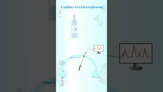 Capillary gel electrophoresis [upl. by Aratehs866]