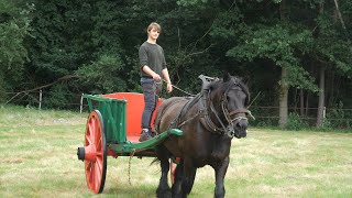 Belgian Draft Horse Gloria and the antique farm cart [upl. by Barth]