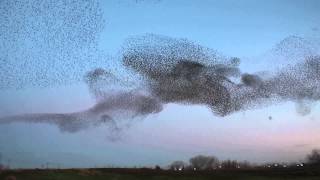 Starling Murmuration Natomas Sacramento California [upl. by Tedra]