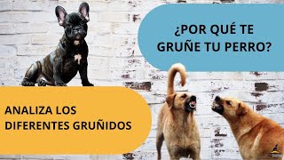 ¿Por qué te gruñe tu perro ¡IMPORTANTE [upl. by Ahsinnod988]